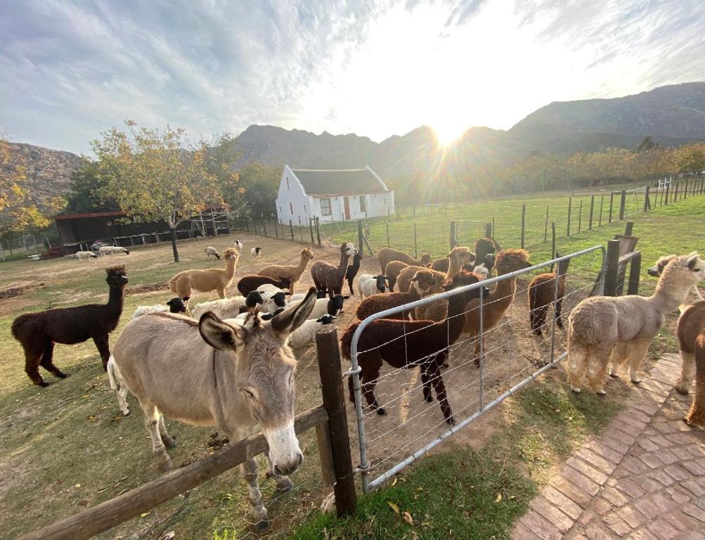 Alpaca Inn