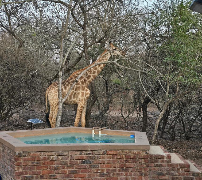 Dindingwe