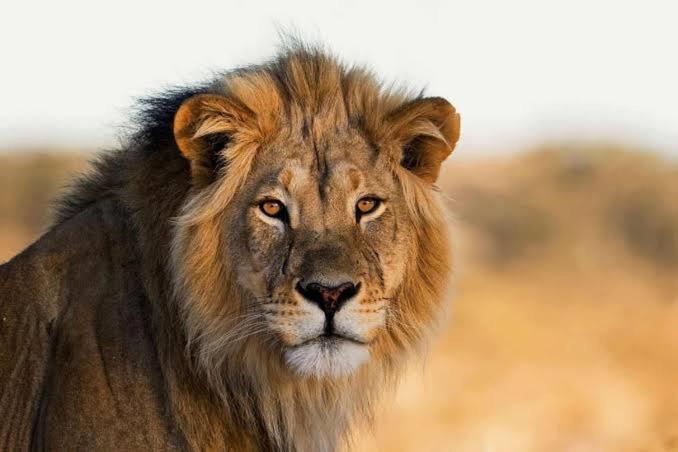 Jukskei Big5 - Lion