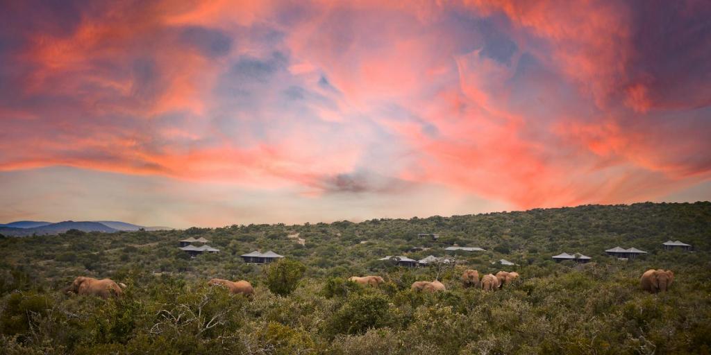 Kwandwe Private Game Reserve - Ecca Lodge
