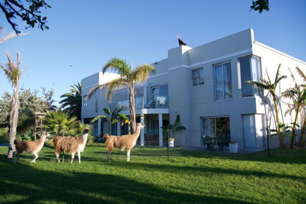 Lamabeach city farm