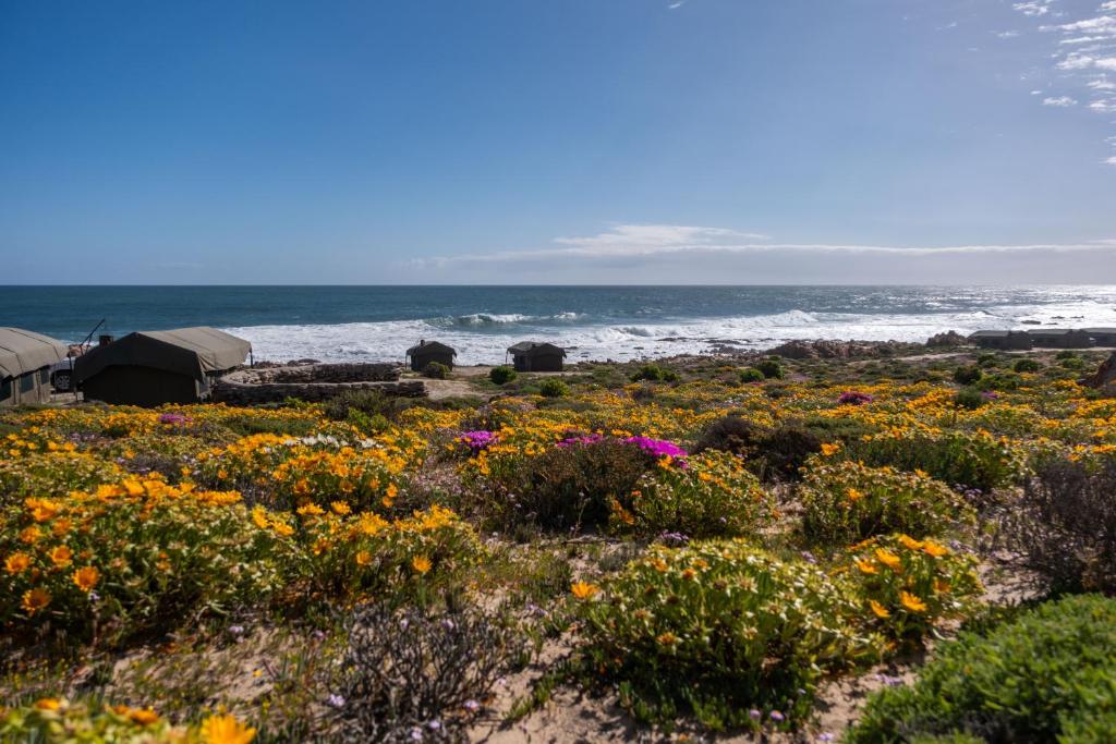 Namaqua Flowers Beach Camp