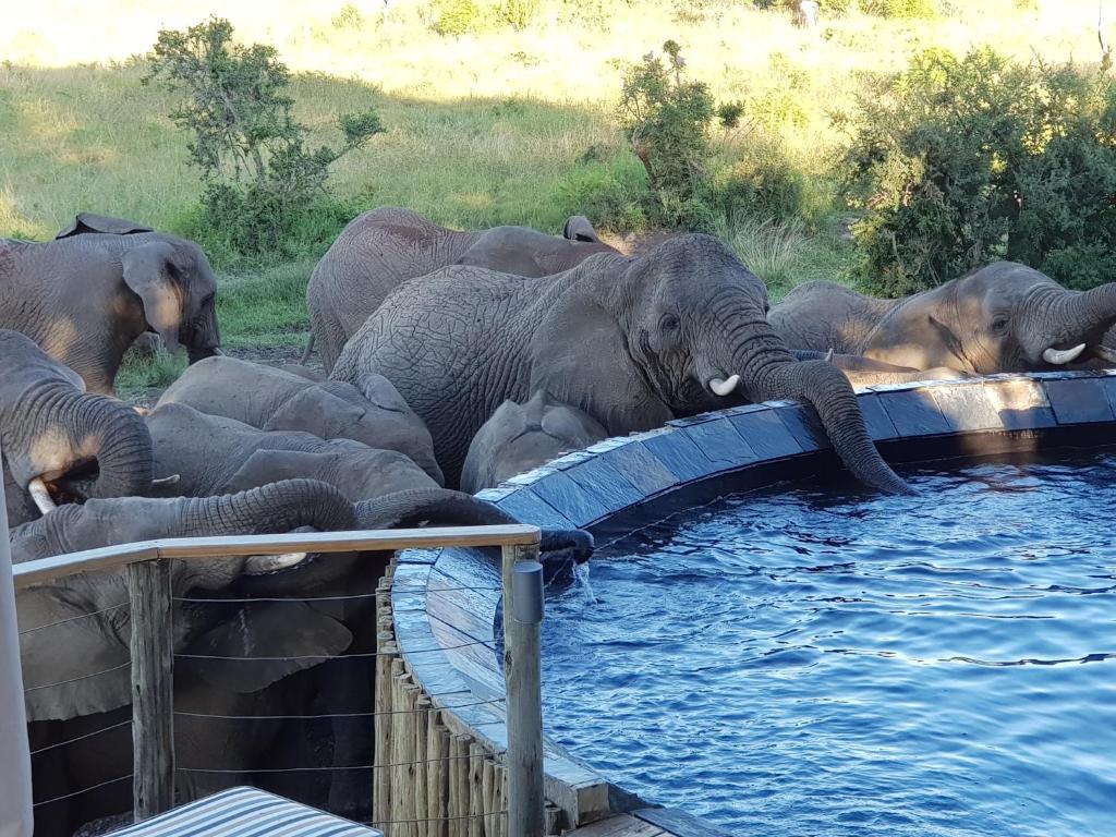 Nambiti Plains Lodge