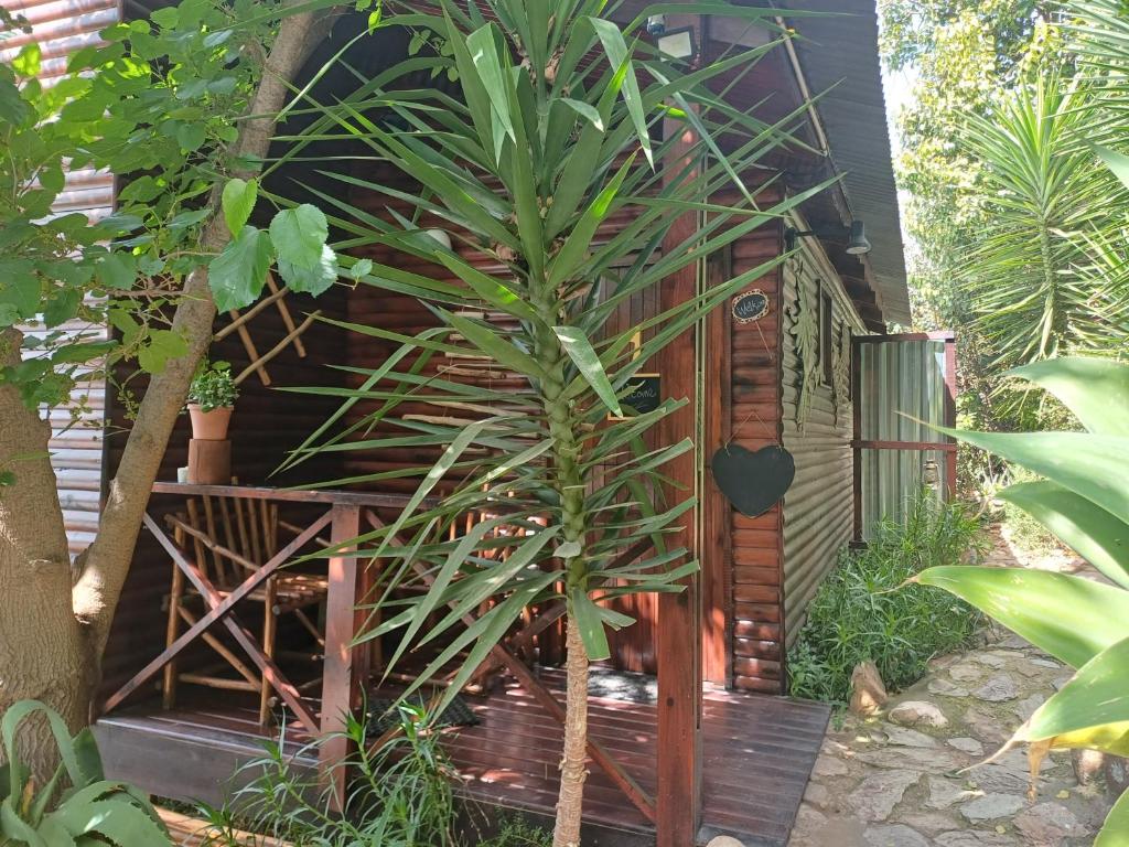 Owl's Den 1