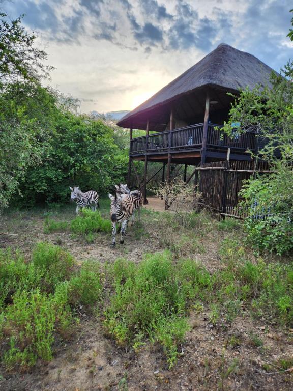 The Amare Cabin